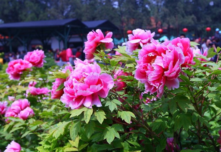 2019年第37届中国洛阳牡丹文化节赏花启动仪式在国花园举行